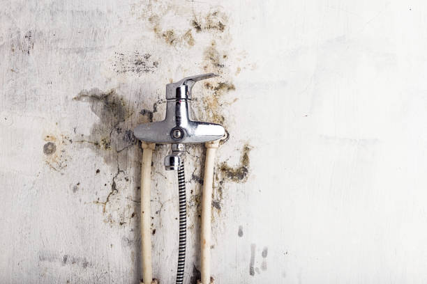 Best Affordable Mold Removal  in Winter Beach, FL