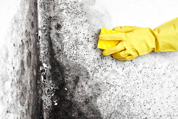 Best Office Mold Removal Services  in Winter Beach, FL