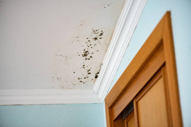 Best Fast Mold Removal  in Winter Beach, FL