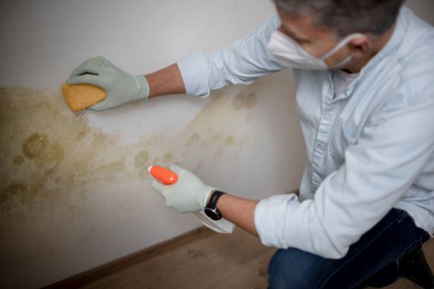 Best Commercial Mold Removal  in Winter Beach, FL